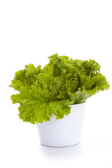 fresh lettuce