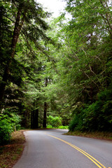 Fototapeta premium Asphalt road winding through forest