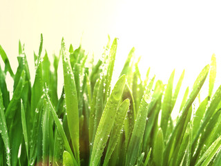Fototapeta na wymiar słoneczny trawa po deszczu
