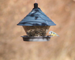 Blaumeise am Vogelhaus