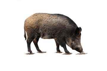 Wildschweine 12