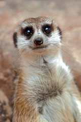 Meerkat