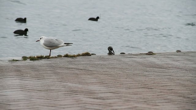 seagull
