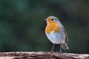 rouge gorge oiseau commun farouche plume