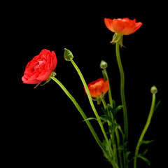 Red Ranunculus asiaticus (Persian Buttercup), isolated on black