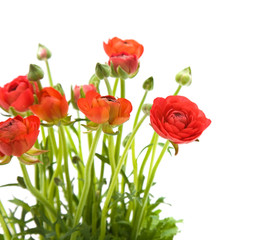 Red Ranunculus asiaticus (Persian Buttercup); isolated on white