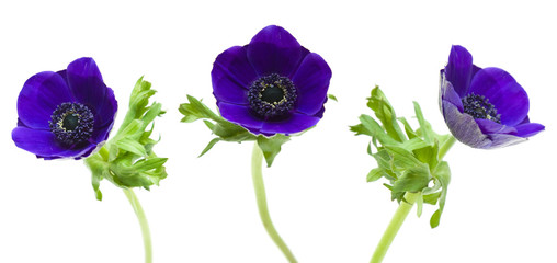 dark blue Anemone isolated on white