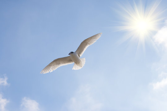 Beautiful seagul.