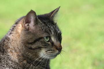 Fototapeta premium Tabby cat