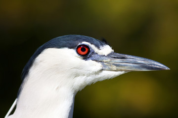 Beautiful bird
