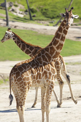 Two Giraffes