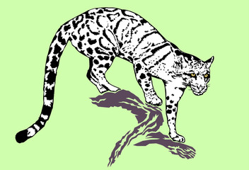 clouded leopard