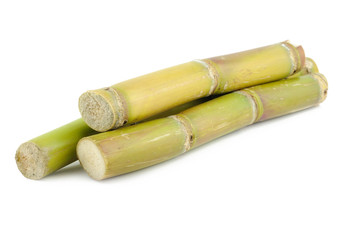 Sugar cane