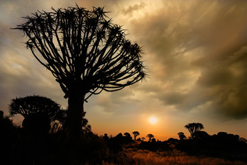Quiver tree silhouette at sunrise with clouds, Namibia
