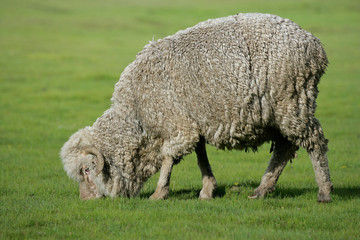 A merino sheep grazing on lush green pasture