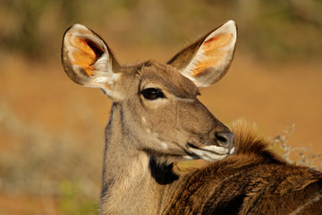 Kudu antelope (Tragelaphus strepsiceros), South Africa