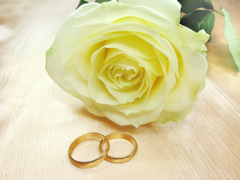 yellow rose and wedding rings
