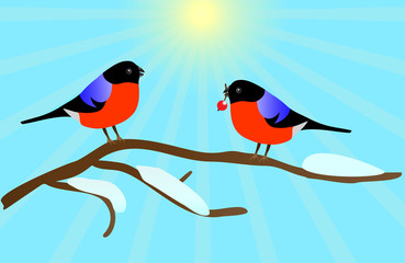Two bullfinches on branch