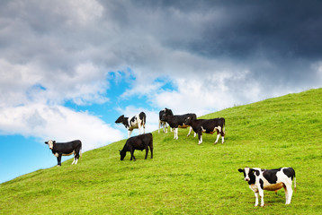 Grazing calves on a hill