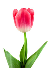 Beautiful pink tulip isolated on white