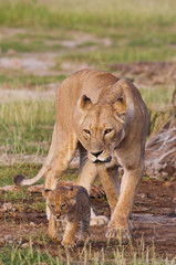 Fototapeta na wymiar Lioness z Cub