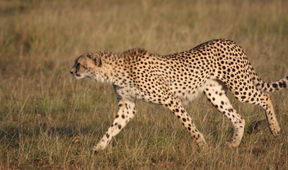Ghepardo Kenya