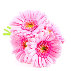 Bouquet pink gerber