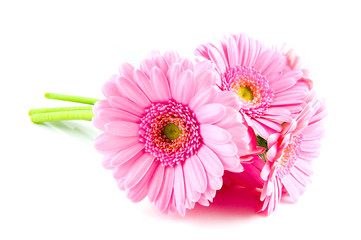 Bouquet pink gerber
