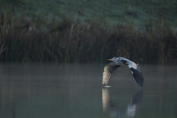 oiseau en vol © wojciech nowak