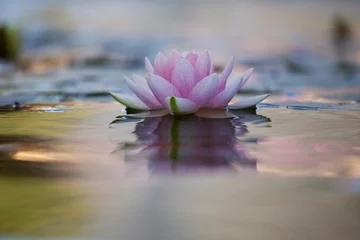Abwaschbare Fototapete Lotus Blume Nenufar