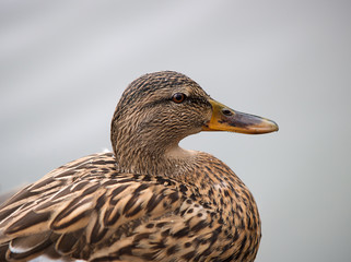 Mallard
