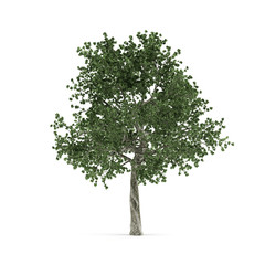 Obraz premium Tree.
