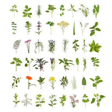 Large Herb Leaf and Flower Collection
