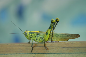 Grashüpfer