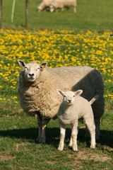 Mother sheep with little lamb looking at you