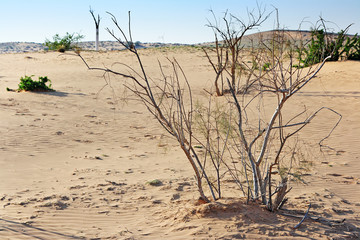 The spring in the desert