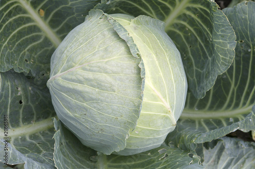 &amp;quot;Weißkraut - Weißkohl&amp;quot; Stockfotos und lizenzfreie Bilder auf Fotolia ...