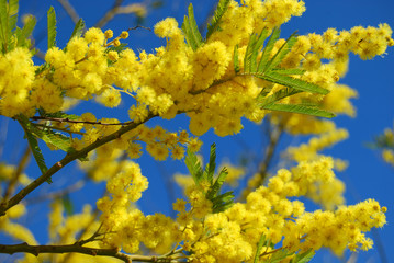 Fiori di Mimosa