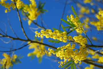 Rametti di Mimosa