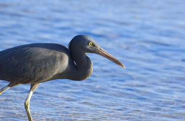 Little blue heron (Egretta caerulea) fishing
