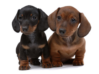 Pair of Smooth-haired Dachshunds