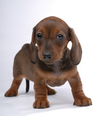 Smooth-haired Dachshund puppy wondering