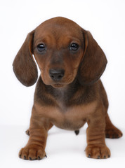 Smooth-haired Dachshund puppy