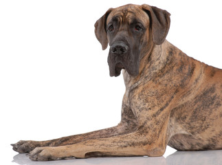 German mastiff