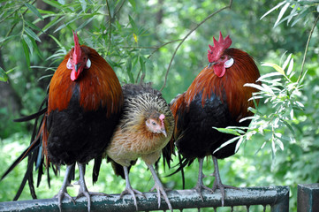 The Chinese hens