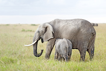 Naklejka na ściany i meble African Elephant nursing her calf