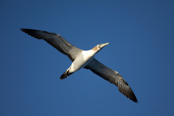 Masked Booby (sula dactylatra)