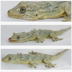 illustration gecko