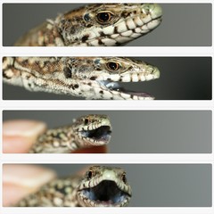 illustration lézard