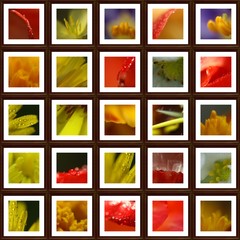 illustration florale